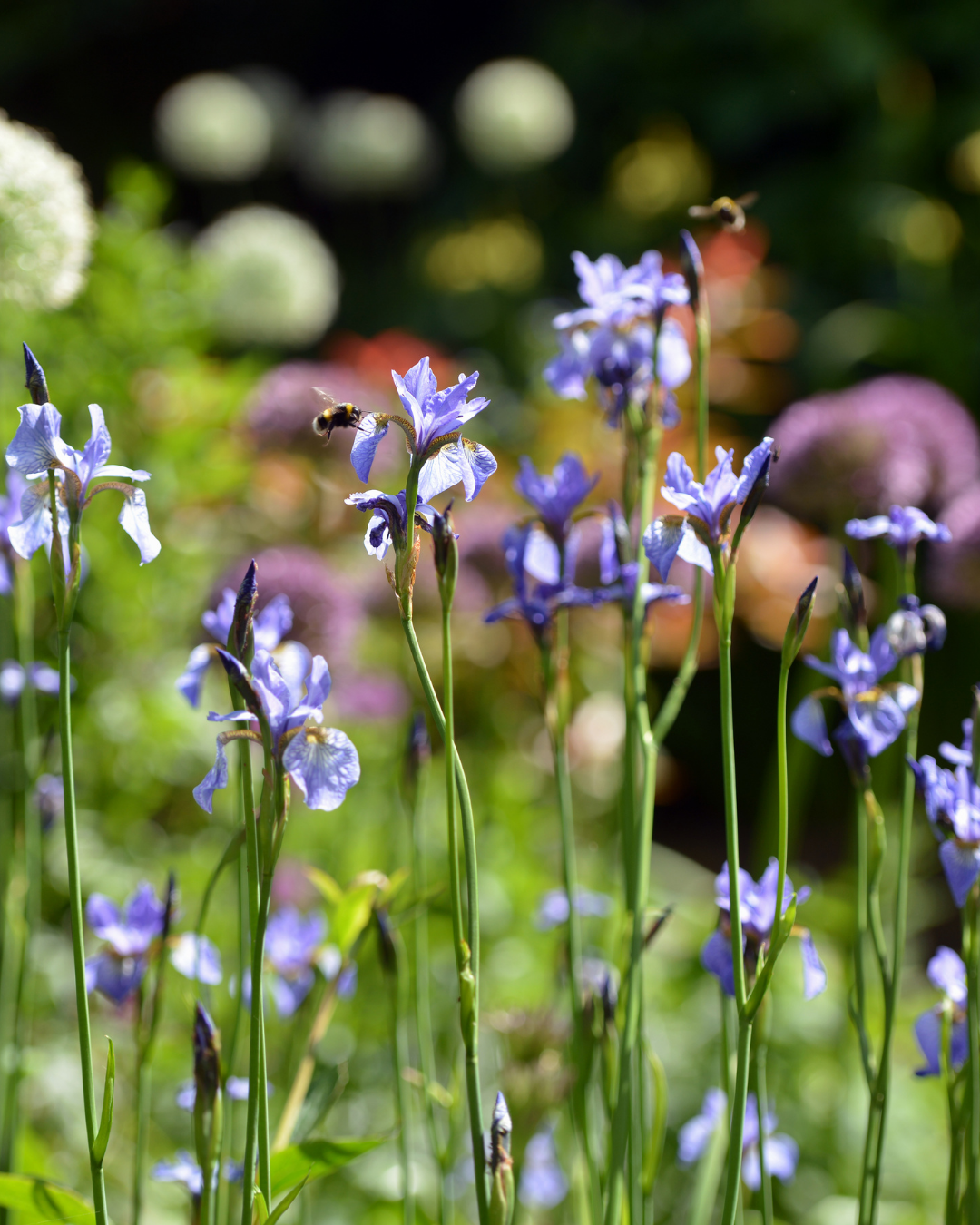 English Gardens Background